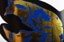 Birdhouse Jaws Golden Remains 8.38 Skateboard Deck - close up