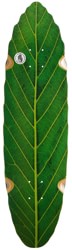 Habitat Leaf Lines 8.75 Skateboard Deck - green