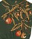 Passport Quandong Knit Sweater - forest green - reverse detail