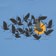 Habitat Charley Harper Owltercation T-Shirt - denim - front detail
