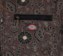 Dickies Women's Ellis Floral Jacket - floral on canvas dark base - front detail