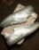 Converse Louie Lopez Pro 2 Skate Shoes - silver/white - alternate 4