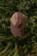 Quasi Endo Strapback Hat - brown - Lifestyle 1