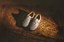 Vans Skate Curren Caples Shoes - grey - alternate 4
