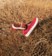 Vans Skate Curren Caples Shoes - red/white - alternate 4