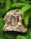 Tactics Heroin Eggfoot Snapback Hat - camo - Lifestyle 2
