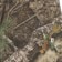 HUF Realtree Cromer Pants - realtree - reverse detail