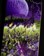 Creature Baekkel Warriors 8.6 VX Skateboard Deck - detail